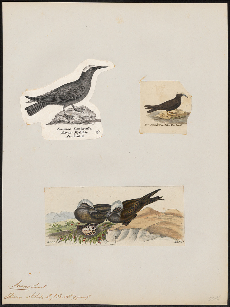 brown noddy, common noddy (Anous stolidus); DISPLAY FULL IMAGE.