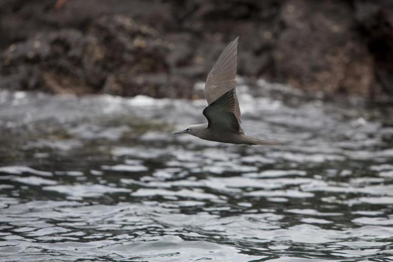 brown noddy, common noddy (Anous stolidus galapagensis); DISPLAY FULL IMAGE.