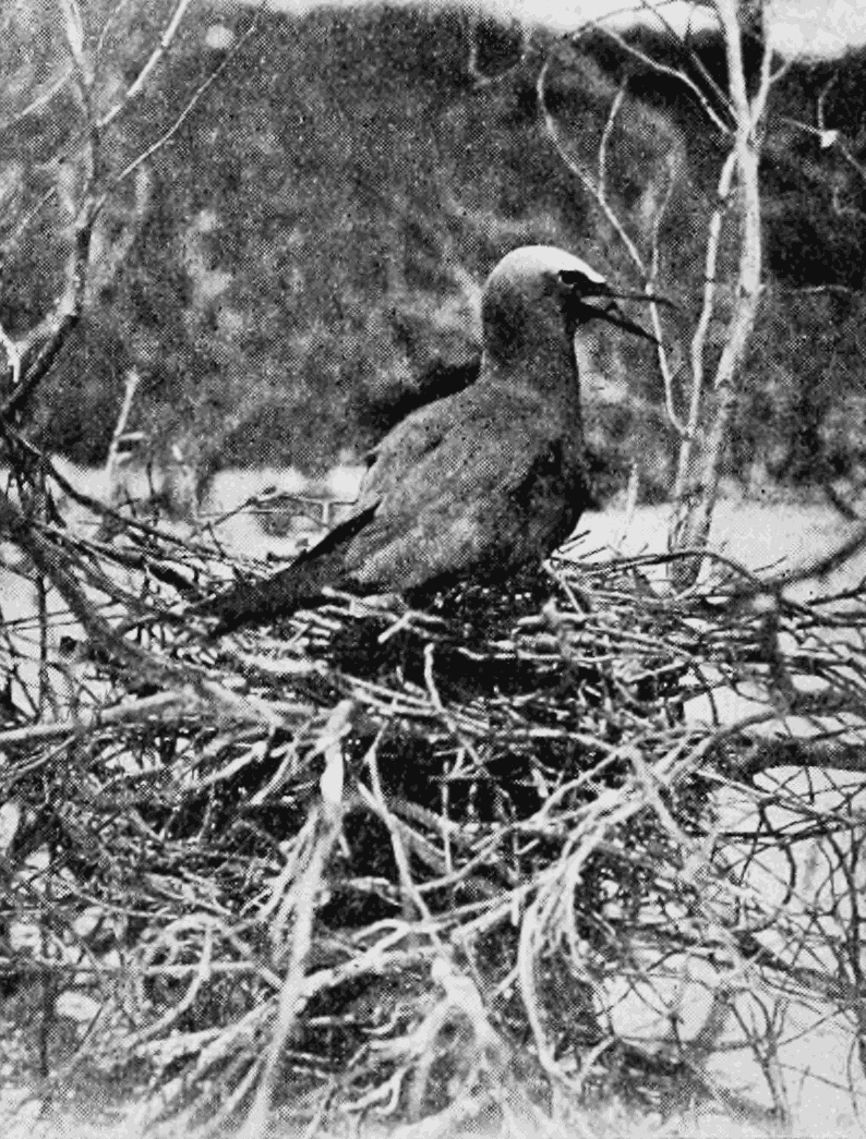 brown noddy, common noddy (Anous stolidus); DISPLAY FULL IMAGE.