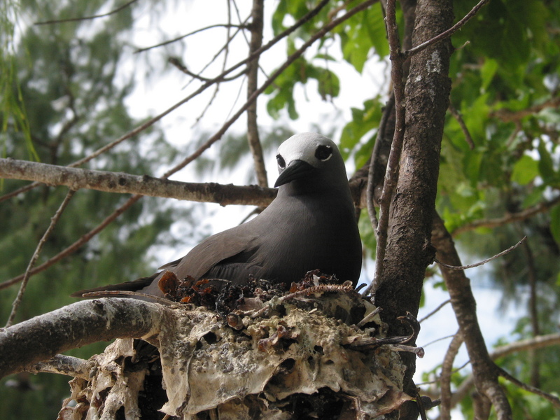 brown noddy, common noddy (Anous stolidus); DISPLAY FULL IMAGE.