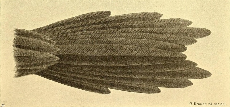 brown noddy, common noddy (Anous stolidus); DISPLAY FULL IMAGE.
