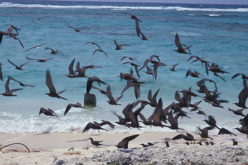 brown noddy, common noddy (Anous stolidus); DISPLAY FULL IMAGE.