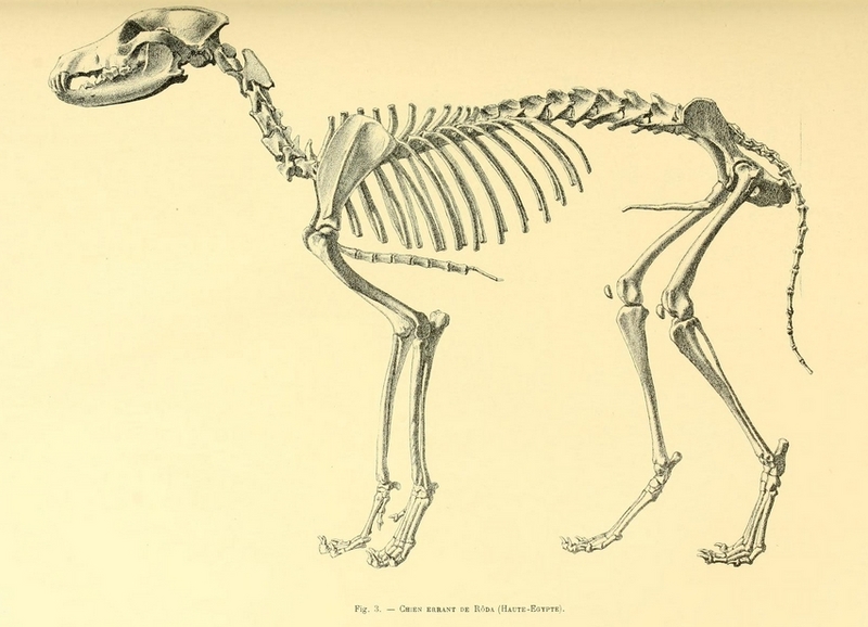 Egyptian dog skeleton - domestic dog (Canis lupus familiaris); DISPLAY FULL IMAGE.