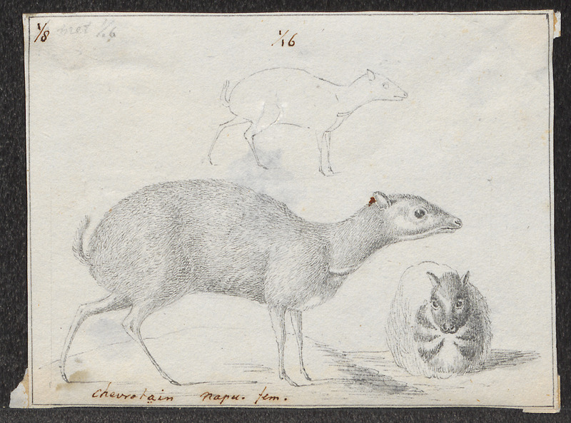 greater mouse-deer (Tragulus napu); DISPLAY FULL IMAGE.