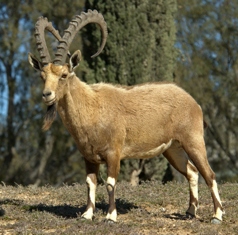 Nubian ibex (Capra nubiana); DISPLAY FULL IMAGE.