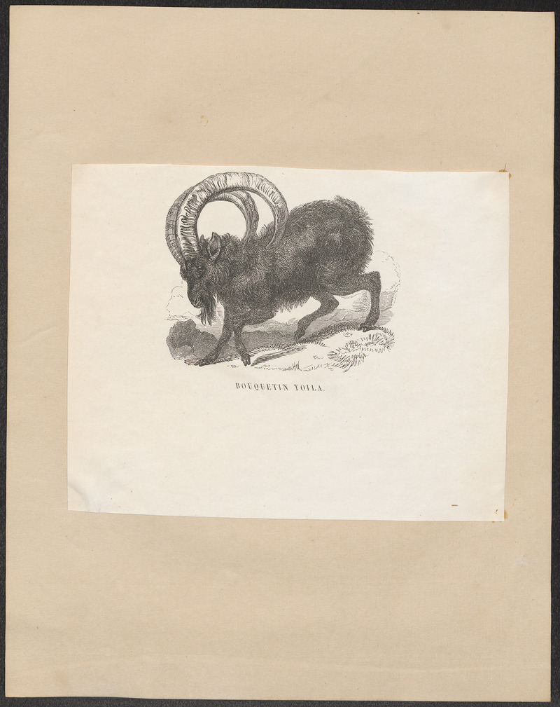 Nubian ibex (Capra nubiana); DISPLAY FULL IMAGE.