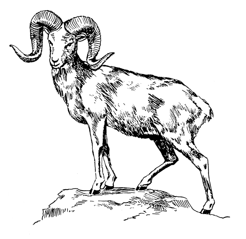 argali (Ovis ammon); DISPLAY FULL IMAGE.
