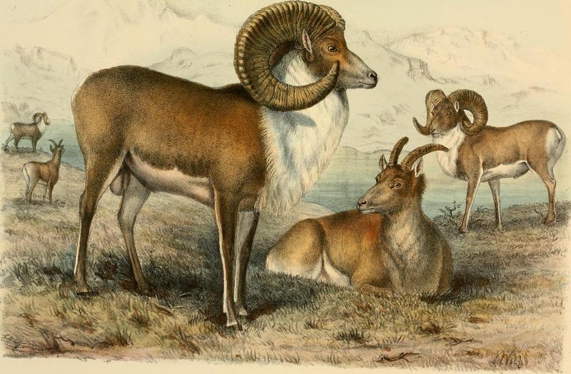 Tibetan argali (Ovis ammon hodgsoni); DISPLAY FULL IMAGE.