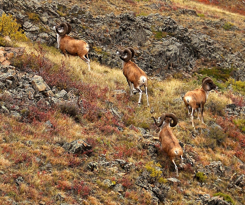 argali (Ovis ammon); DISPLAY FULL IMAGE.