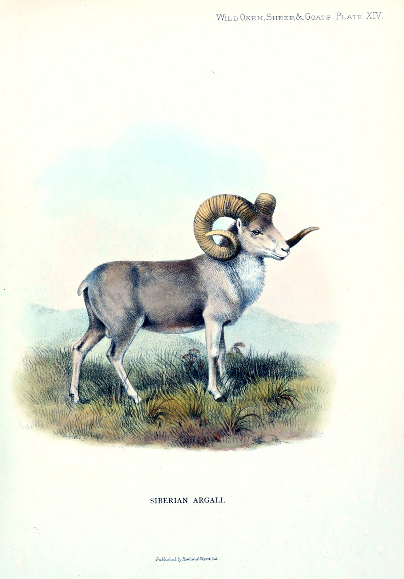 Altai argali (Ovis ammon ammon); DISPLAY FULL IMAGE.