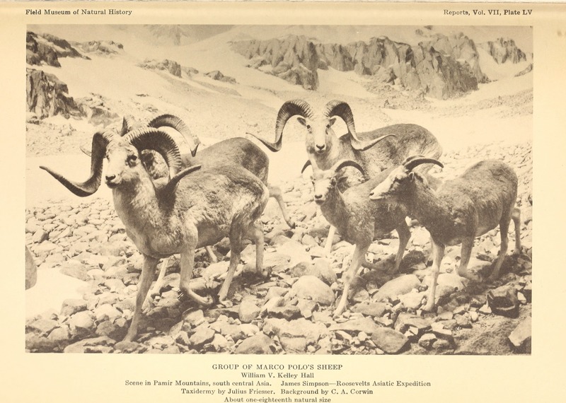 Marco Polo sheep (Ovis ammon polii); DISPLAY FULL IMAGE.