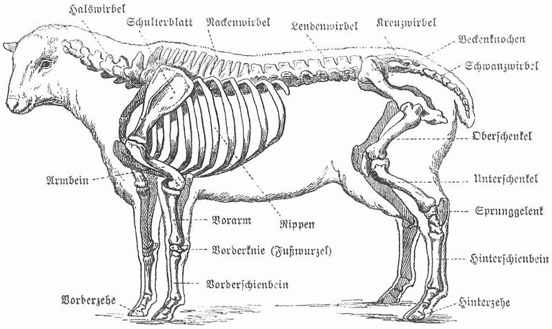 Marco Polo sheep (Ovis ammon polii); DISPLAY FULL IMAGE.