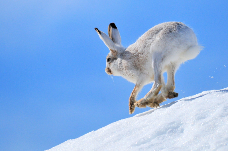 white-tailed jackrabbit (Lepus townsendii); DISPLAY FULL IMAGE.