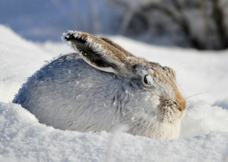 white-tailed jackrabbit (Lepus townsendii); DISPLAY FULL IMAGE.