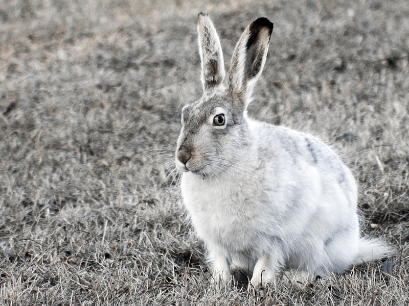 white-tailed jackrabbit (Lepus townsendii); DISPLAY FULL IMAGE.