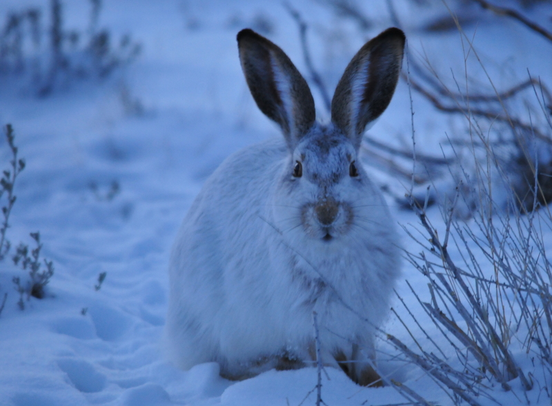 white-tailed jackrabbit (Lepus townsendii); DISPLAY FULL IMAGE.