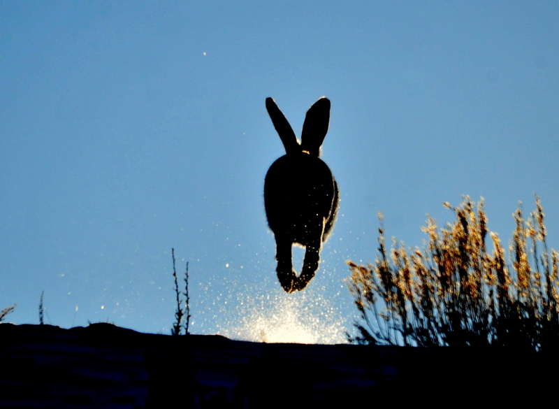 white-tailed jackrabbit (Lepus townsendii); DISPLAY FULL IMAGE.