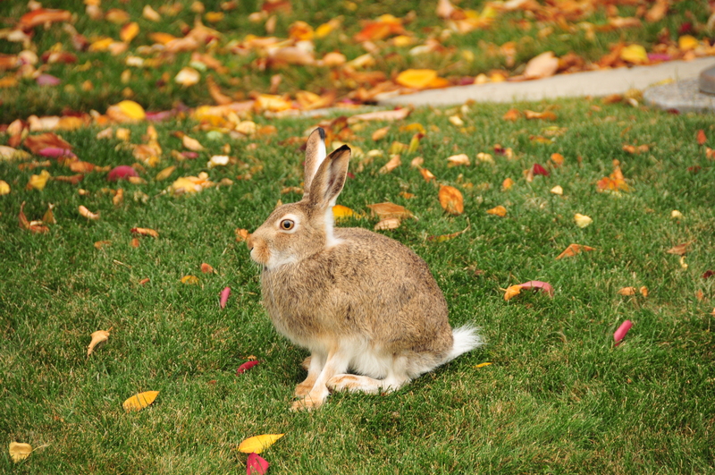 white-tailed jackrabbit (Lepus townsendii campanius); DISPLAY FULL IMAGE.