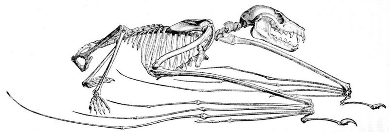 giant golden-crowned flying fox, golden-capped fruit bat (Acerodon jubatus); DISPLAY FULL IMAGE.