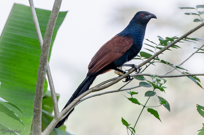 greater coucal (Centropus sinensis); DISPLAY FULL IMAGE.