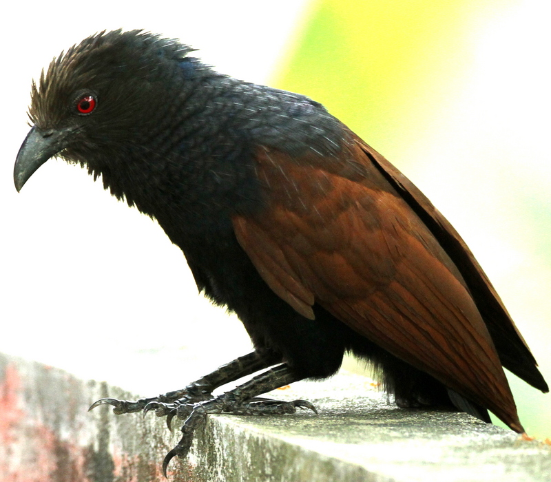 greater coucal (Centropus sinensis); DISPLAY FULL IMAGE.