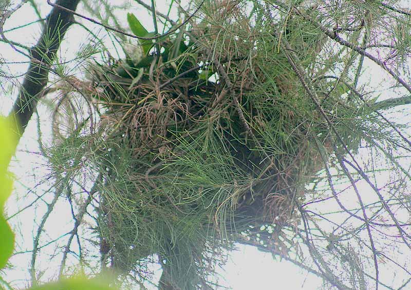 greater coucal (Centropus sinensis); DISPLAY FULL IMAGE.