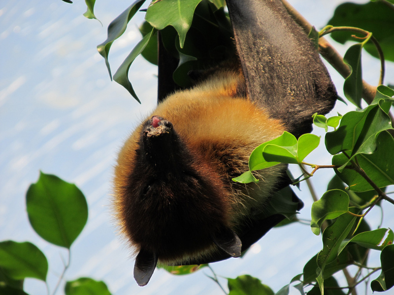 Ryukyu flying fox, Ryukyu fruit bat (Pteropus dasymallus); DISPLAY FULL IMAGE.