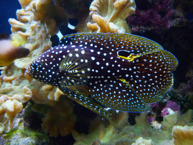 comet, marine betta (Calloplesiops altivelis); DISPLAY FULL IMAGE.