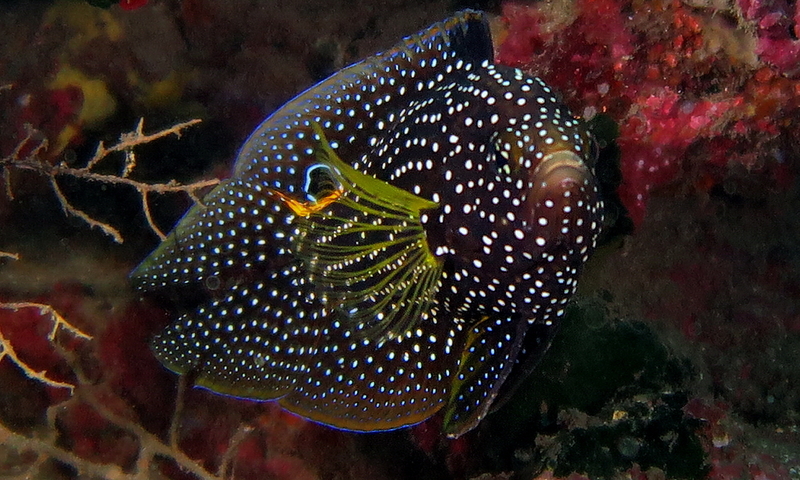 comet, marine betta (Calloplesiops altivelis); DISPLAY FULL IMAGE.