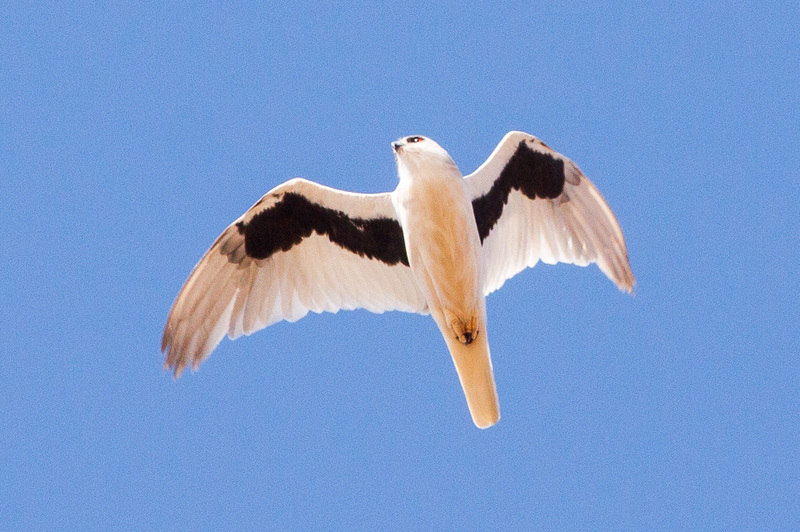 letter-winged kite (Elanus scriptus); DISPLAY FULL IMAGE.