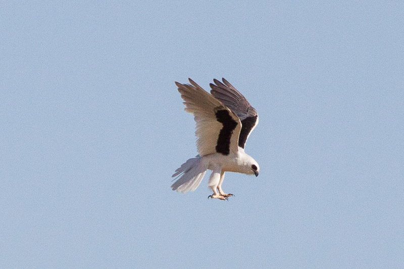 letter-winged kite (Elanus scriptus); DISPLAY FULL IMAGE.