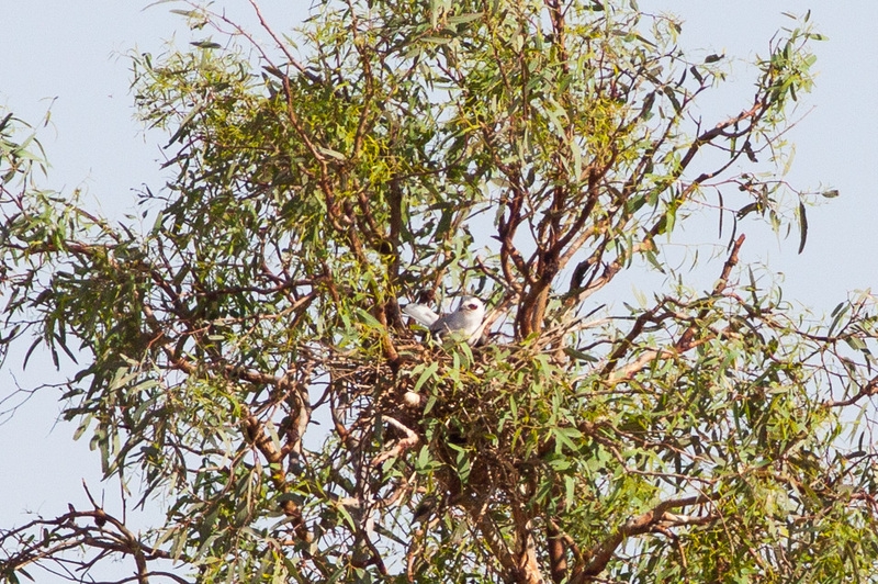 letter-winged kite (Elanus scriptus); DISPLAY FULL IMAGE.