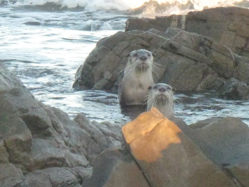 Cape clawless otter (Aonyx capensis capensis); DISPLAY FULL IMAGE.