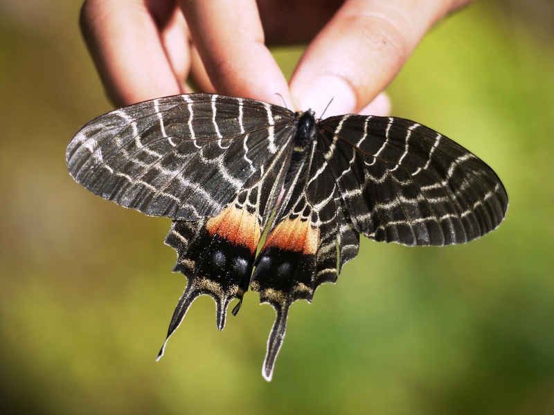 Bhutan glory (Bhutanitis lidderdalii); DISPLAY FULL IMAGE.