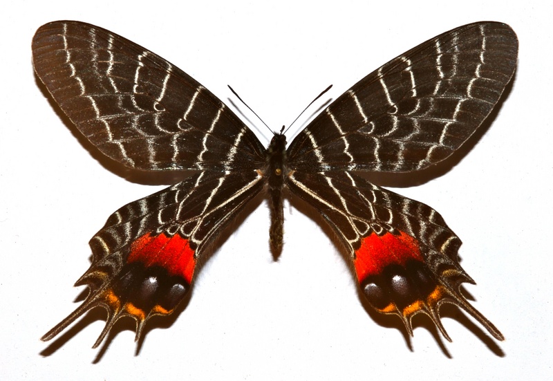 Bhutan glory (Bhutanitis lidderdalii); DISPLAY FULL IMAGE.