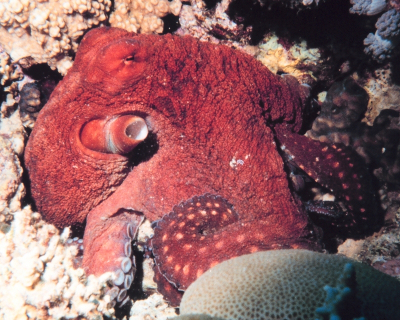Atlantic white-spotted octopus (Callistoctopus macropus); DISPLAY FULL IMAGE.