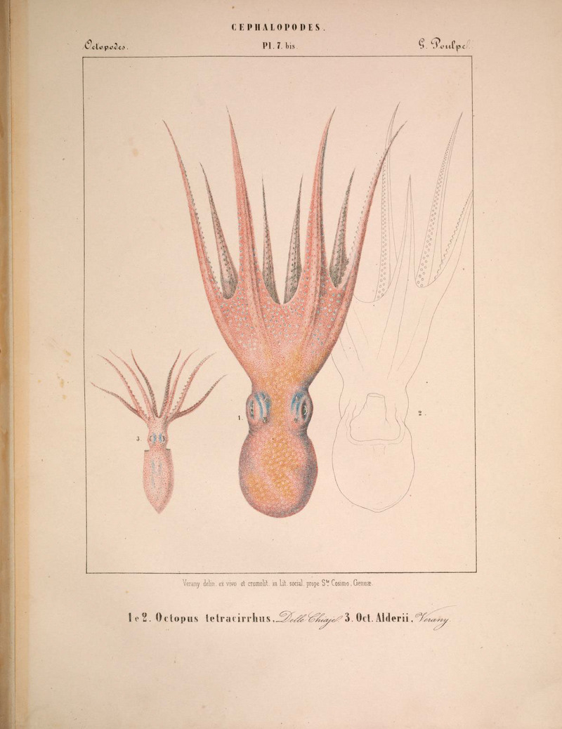 Atlantic fourhorn octopus (Pteroctopus tetracirrhus), Atlantic white-spotted octopus (Callistoctopus macropus); DISPLAY FULL IMAGE.
