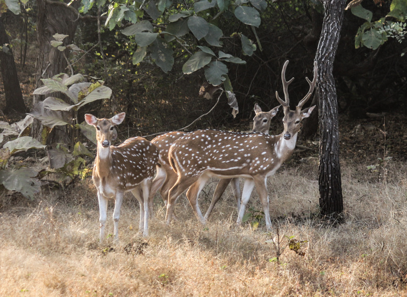 Indian spotted deer, chital (Axis axis); DISPLAY FULL IMAGE.