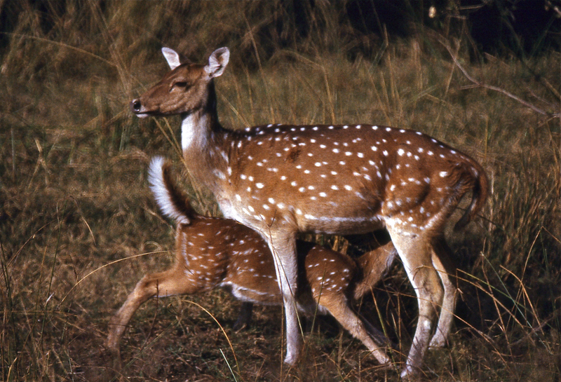 Indian spotted deer, chital (Axis axis); DISPLAY FULL IMAGE.