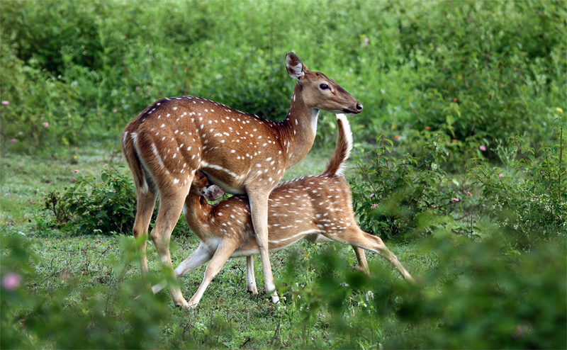 Indian spotted deer, chital (Axis axis); DISPLAY FULL IMAGE.