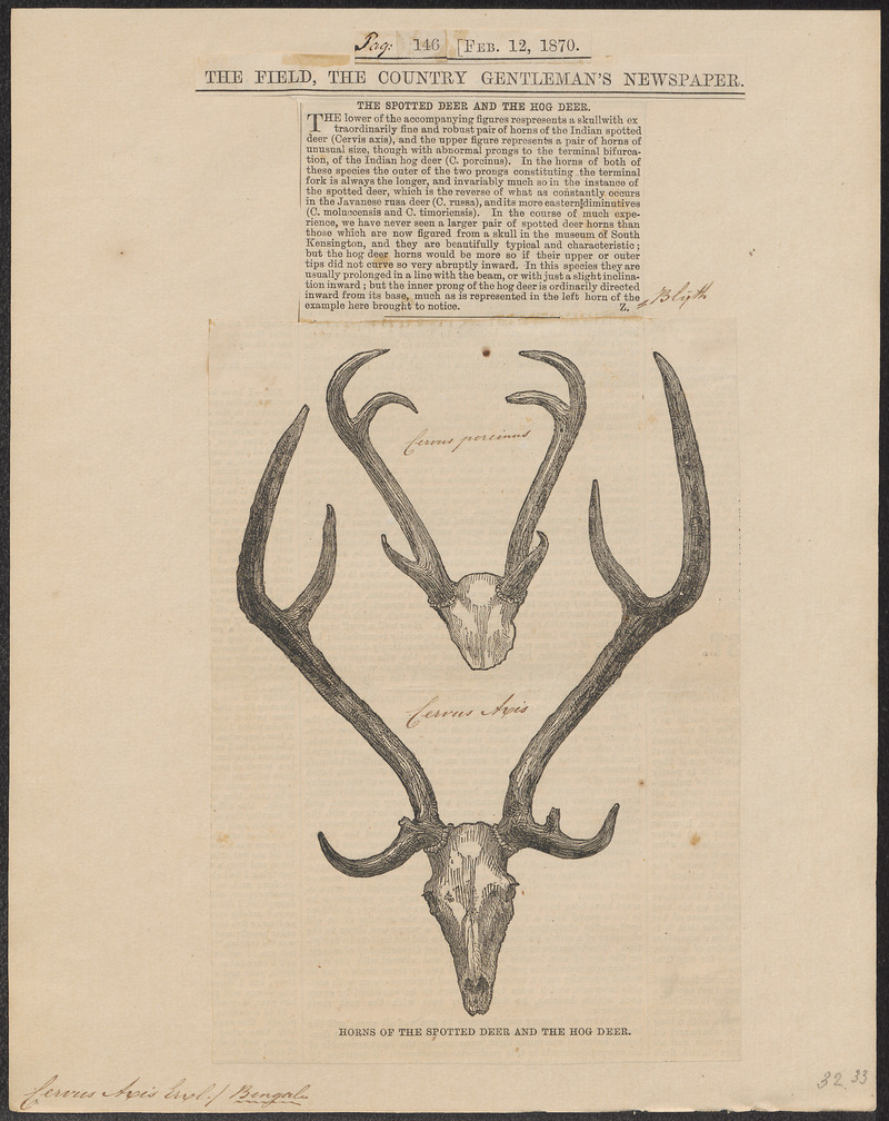 Indian spotted deer, chital (Axis axis); DISPLAY FULL IMAGE.