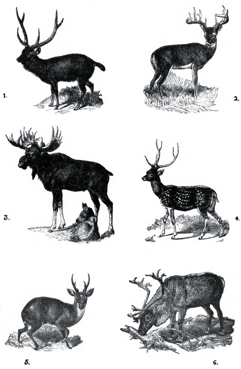 Cervidae: Indian sambar (Rusa unicolor), white-tailed deer (Odocoileus virginianus), elk (Alces alces), chital (Axis axis), Indian muntjac (Muntiacus muntjak), reindeer (Rangifer tarandus); DISPLAY FULL IMAGE.