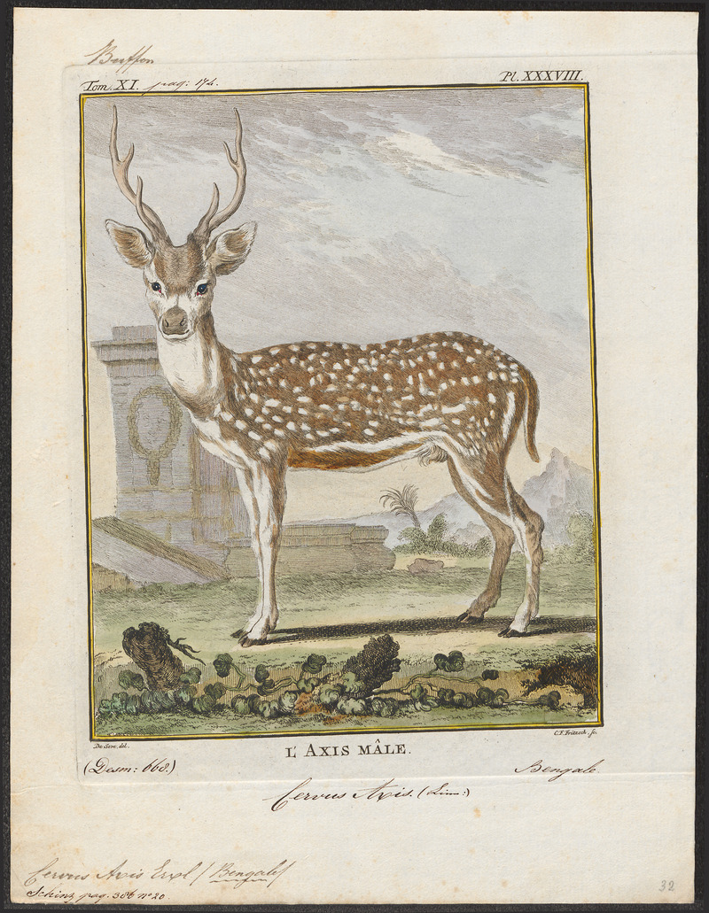 Indian spotted deer, chital (Axis axis); DISPLAY FULL IMAGE.
