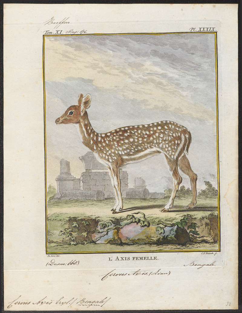 Indian spotted deer, chital (Axis axis); DISPLAY FULL IMAGE.