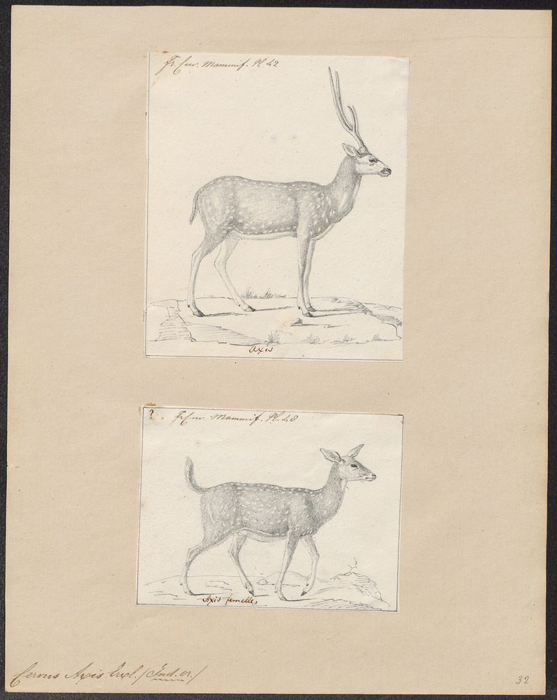 Indian spotted deer, chital (Axis axis); DISPLAY FULL IMAGE.