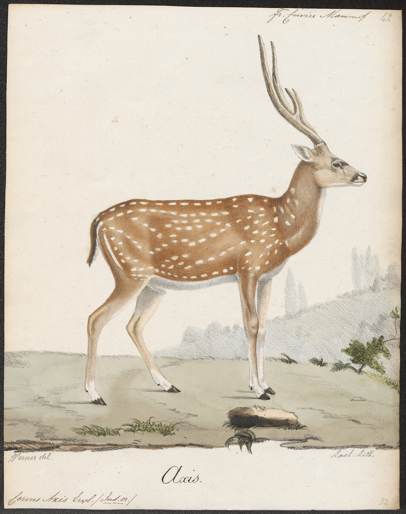 Indian spotted deer, chital (Axis axis); DISPLAY FULL IMAGE.
