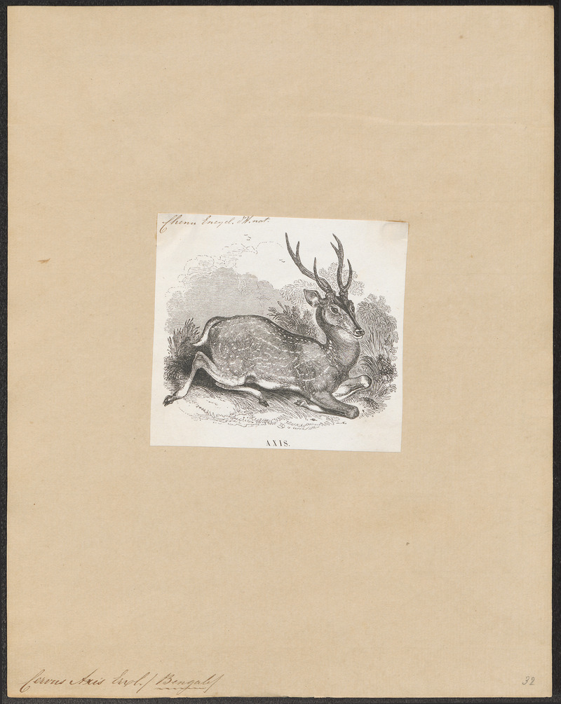 Indian spotted deer, chital (Axis axis); DISPLAY FULL IMAGE.