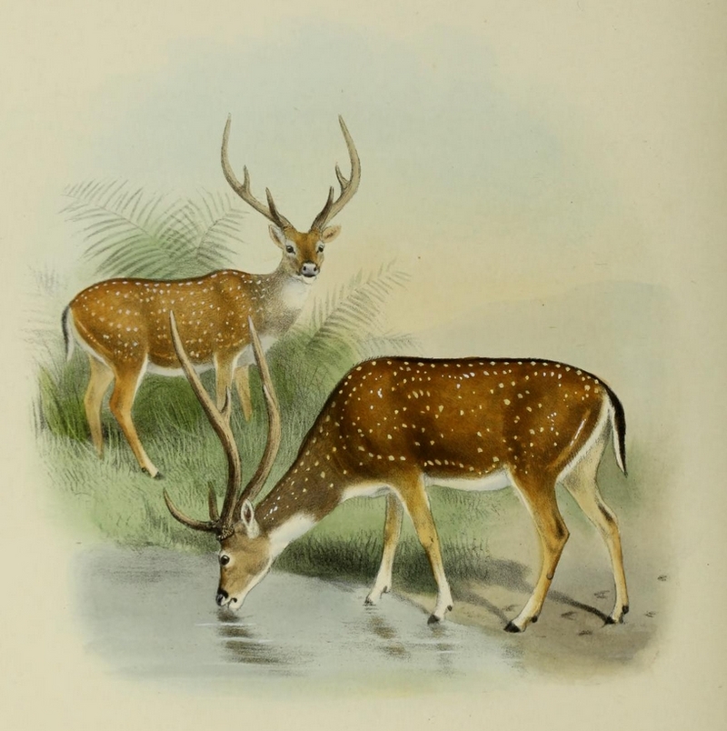 Indian spotted deer, chital (Axis axis); DISPLAY FULL IMAGE.