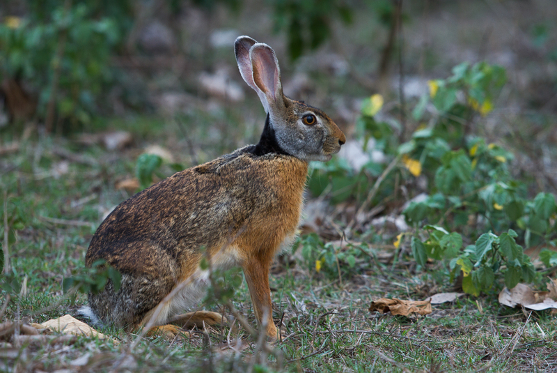 Indian hare, black-naped hare (Lepus nigricollis); DISPLAY FULL IMAGE.