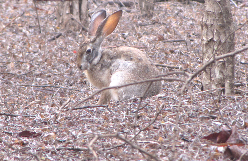 Indian hare, black-naped hare (Lepus nigricollis); DISPLAY FULL IMAGE.